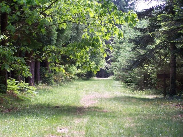 A pleins poumons Cardeilhac forêt
