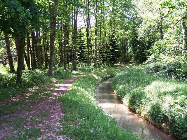 Forêt de Cardeilhac à pleins poumons