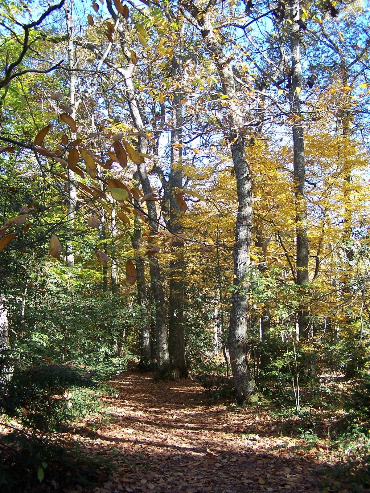 A pleins poumons. Cardeilhac Automne forêt