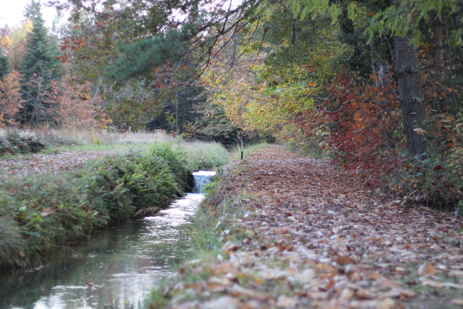 A pleins poumons. Cardeilhac ruisseau automne