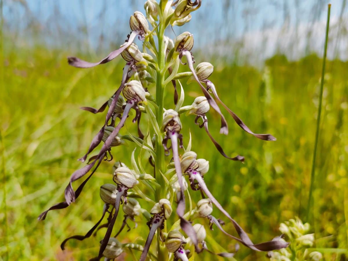 Un musée à ciel ouvert.
autre type d'orchidée