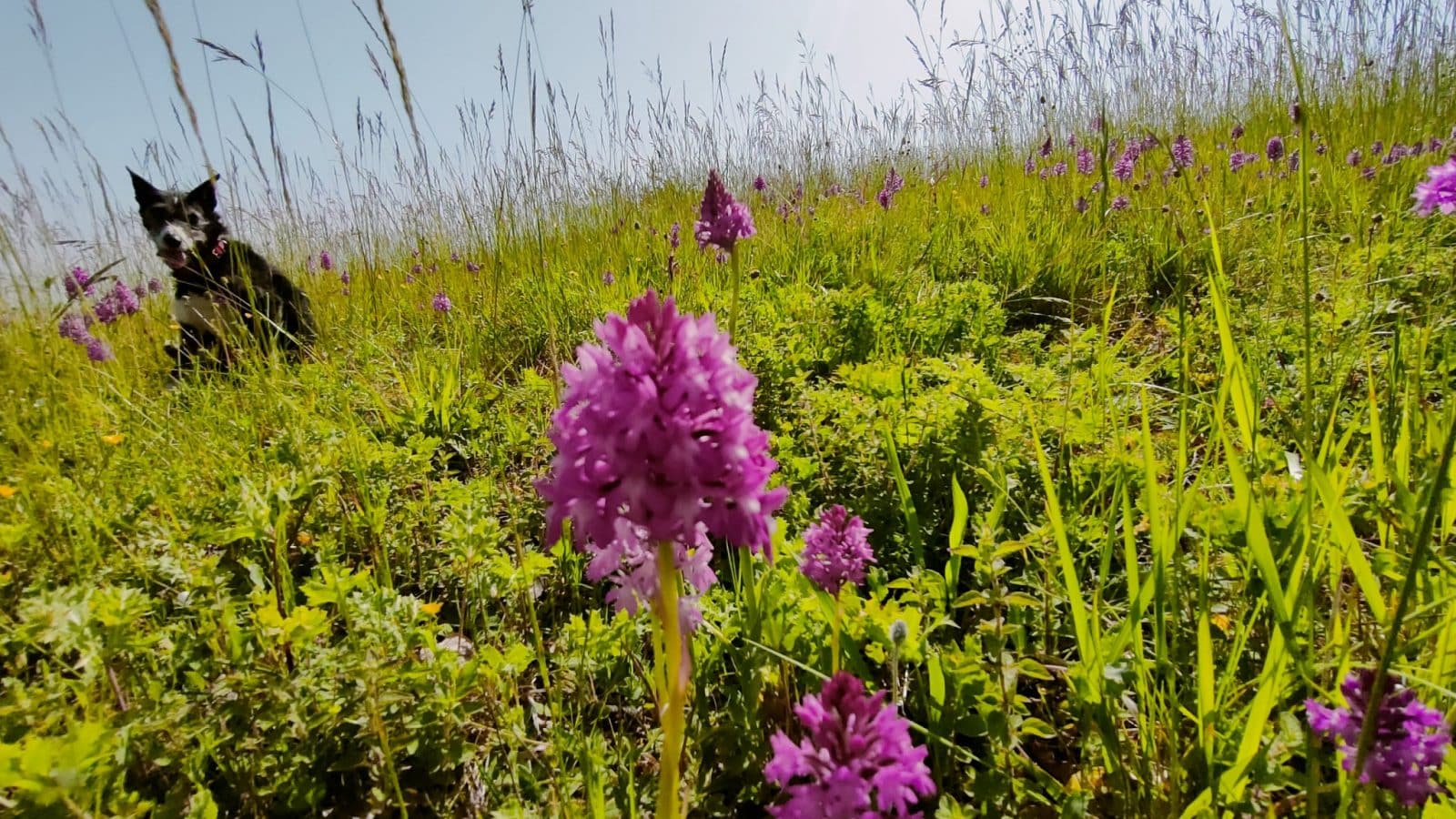 Un musée à ciel ouvert.
Orchidée